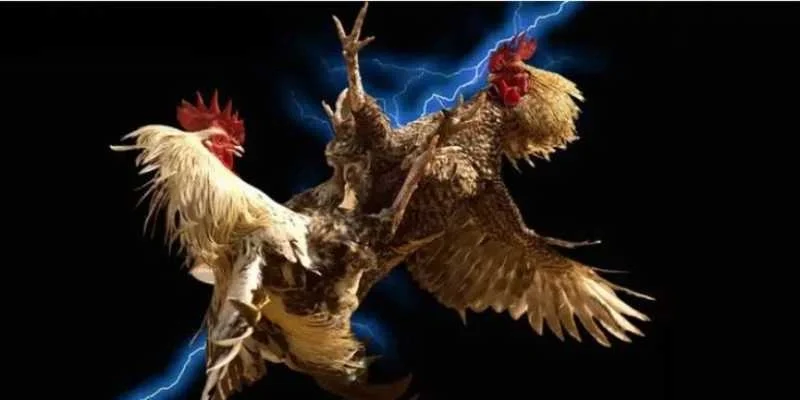 Đá Gà Campuchia – Đẳng Cấp Sát Phạt Tại SV388 CASINO