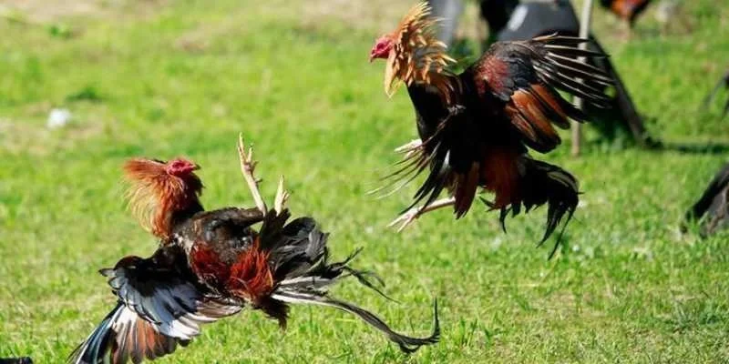 Trải Nghiệm Đá Gà Cựa Sắt Đỉnh Cao Tại SV388 CASINO