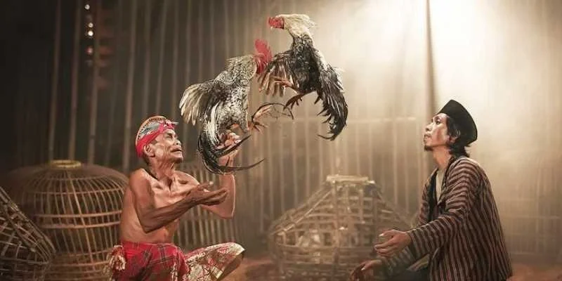 Đá gà Campuchia là gì?