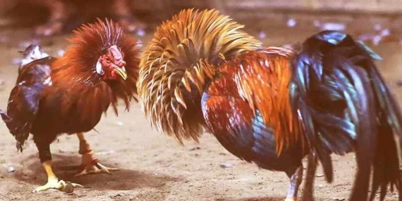 Ứng dụng màu mạng gà vào cá cược