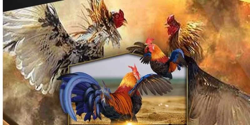 Xem màu mạng gà đá dựa trên màu lông